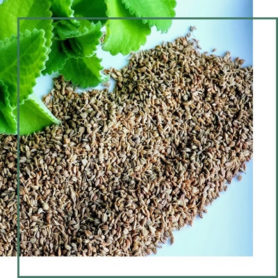 Ajwain Extracts Manufacture