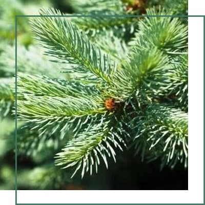 Abies Webbiana Herbal Extracts Manufacturer