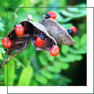 Abrus Precatorius Herbal Extracts Manufacturer - Exporter