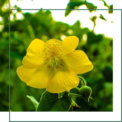 Abutilon Indicus Herbal Extracts Supplier