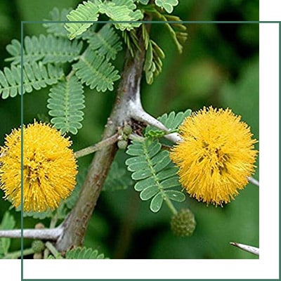 Acacia Arabica Herbal Extracts Manufacturer