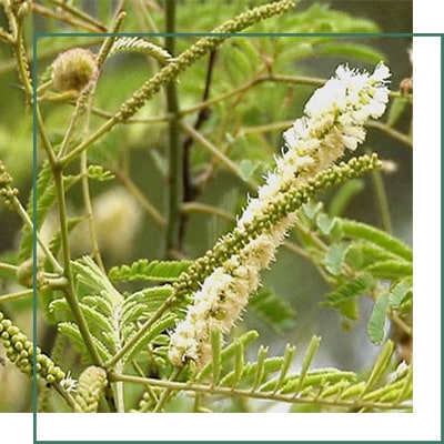 Acacia catechu Herbal Extracts Manufacturer