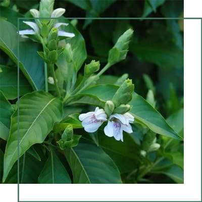 Adhatoda vasica Malabar Nut Herbal Extracts