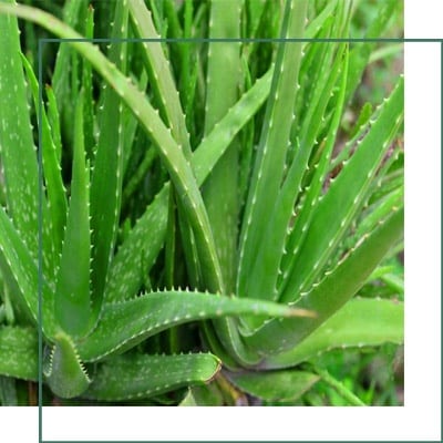 Aloe vera Barbados Aloes Herbal Extracts