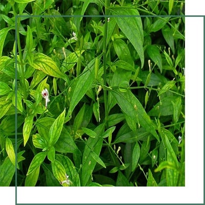 Andrographis Extract Manufacturer