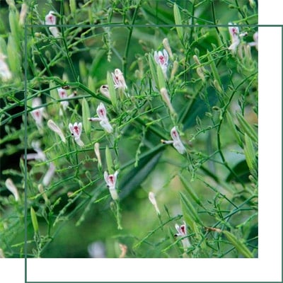 Andrographis Paniculata Herbal Extracts