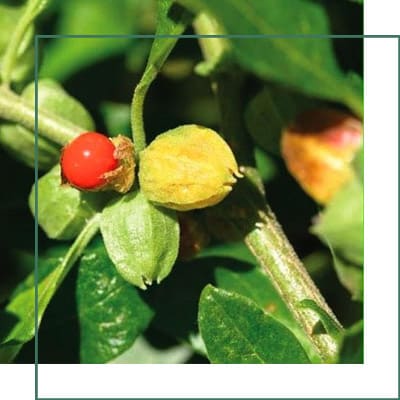 Ashwagandha Herbal Extracts Manufacturer