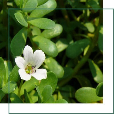 Bacopa Monnieri Herbal Extracts
