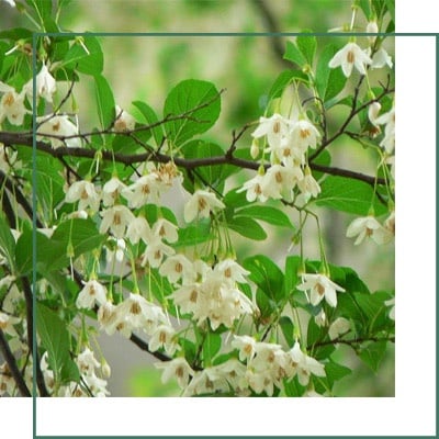 Boswellia Extract Manufacturer