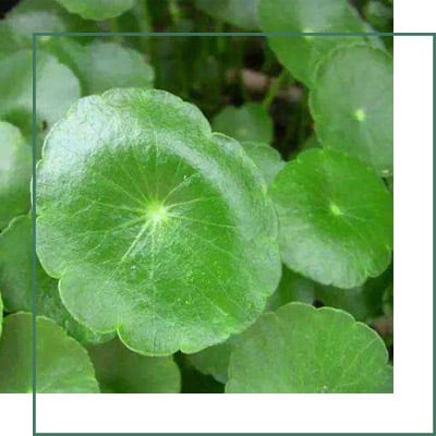 Centella Extract Manufacturer