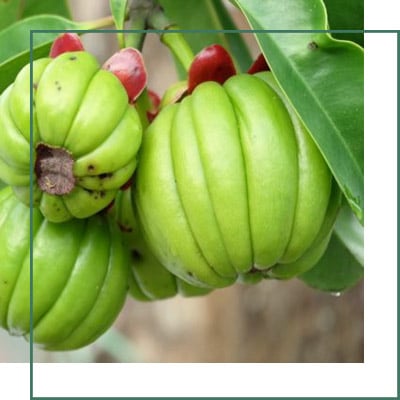 Garcinia Extracts Manufacturer