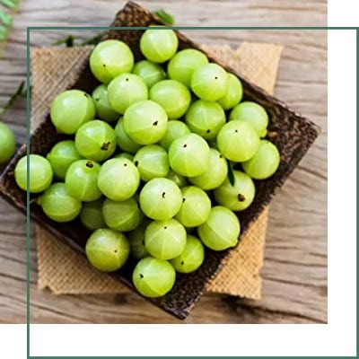 Gooseberry Extracts Manufacturer in Mumbai