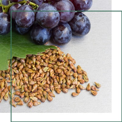 Grape Seed Herbal Extracts Manufacturer in Ahmedabad, Gujarat