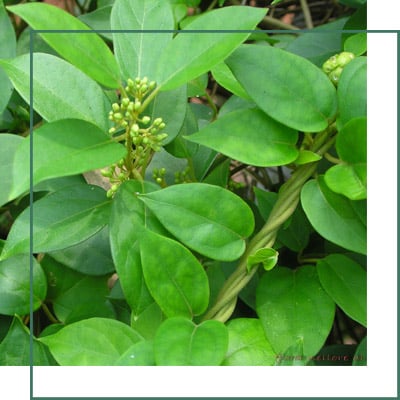 Gymnema Sylvestre Herbal Extracts Supplier