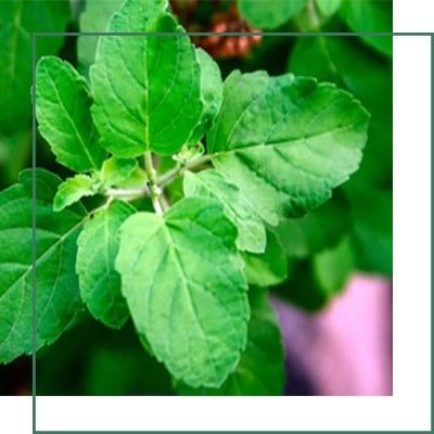 Holy Basil Extracts Manufacturer
