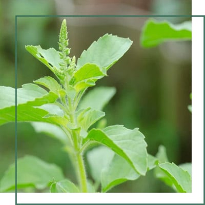 Holy Basil Herbal Extracts Manufacturer and Supplier