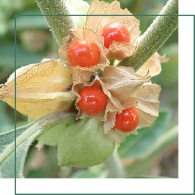 Indian Ginseng Extract Manufacturer