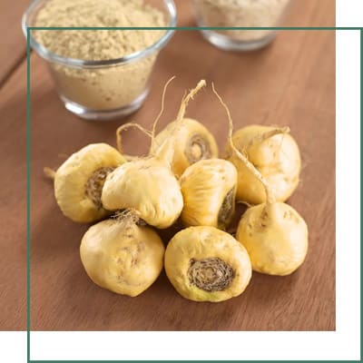 Maca Extracts Manufacturer