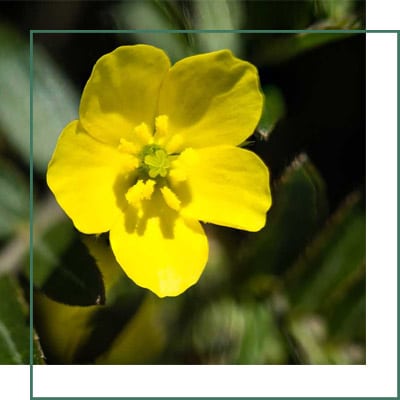 Tribulus Herbal Extracts Manufacturer