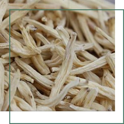 White Musli Herbal Extracts Supplier