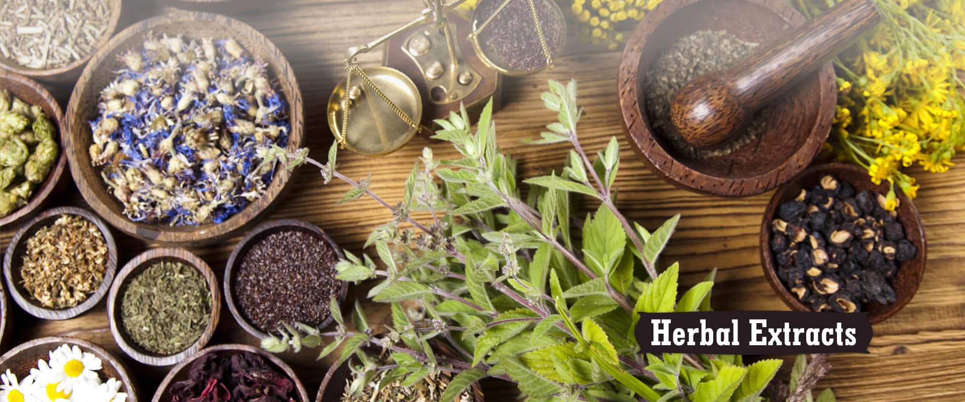 Herbal Extracts Manufacturer and Supplier