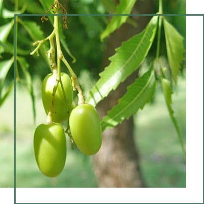 neem seed extract Supplier