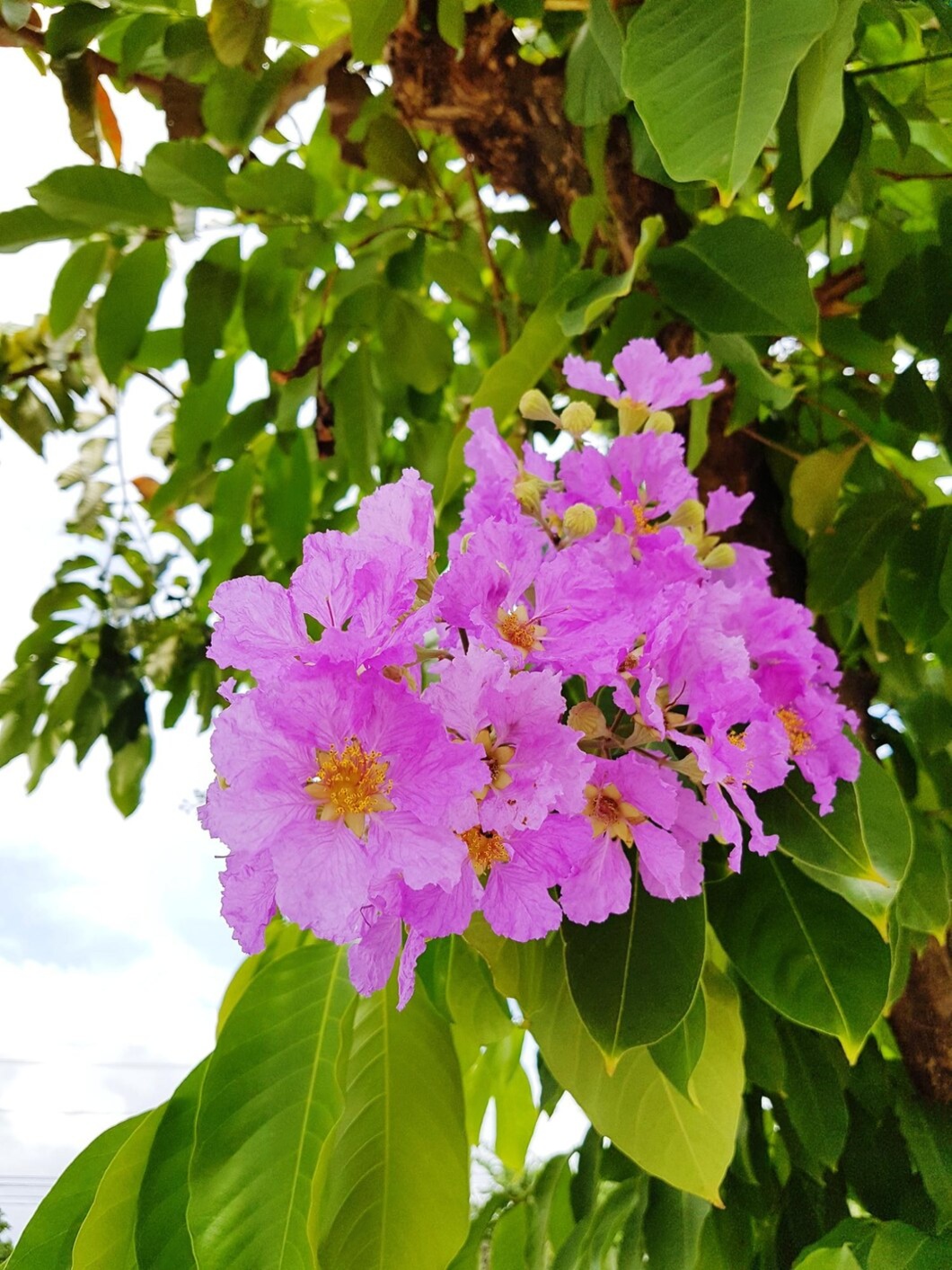 Banaba Banaba